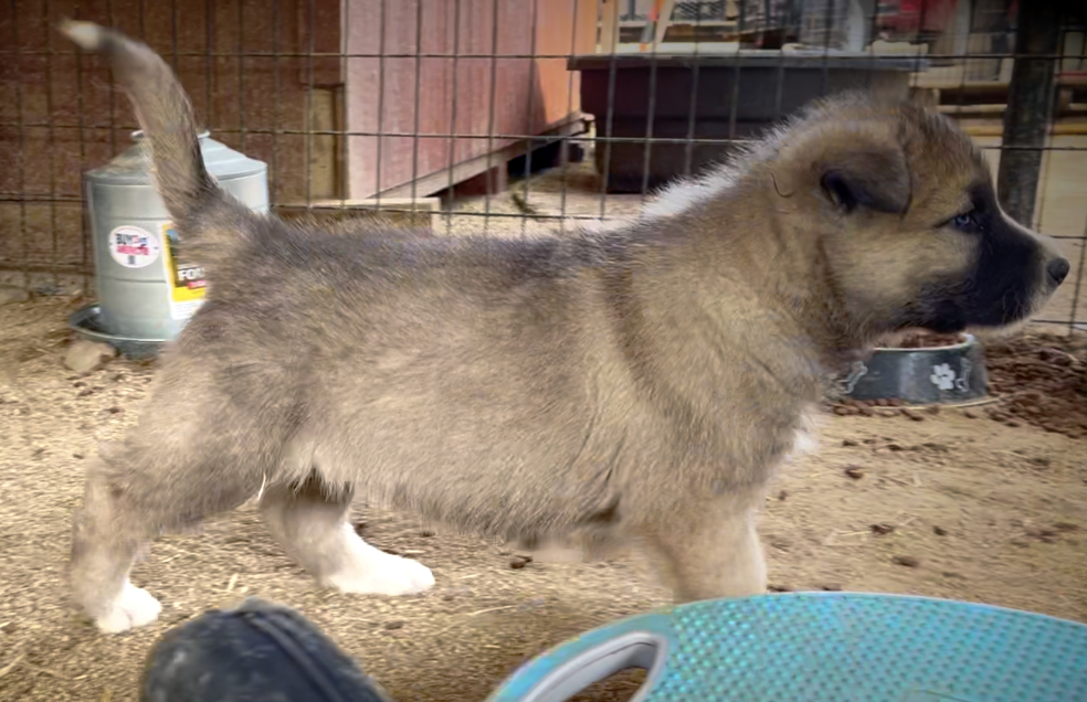 Early America - 6 weeks old - Paul Revere - trotting right