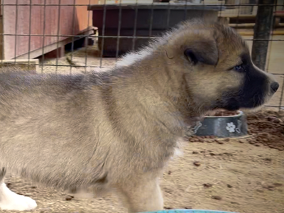 Early America - 6 weeks old - Paul Revere - trotting right