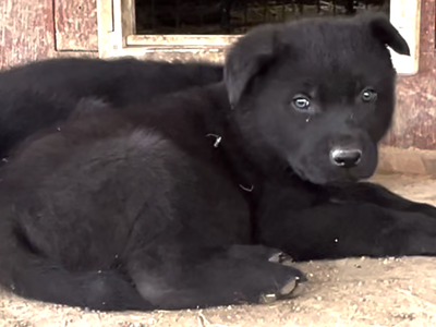 Cherry Blossom - 6 weeks old - Equinox - down looking