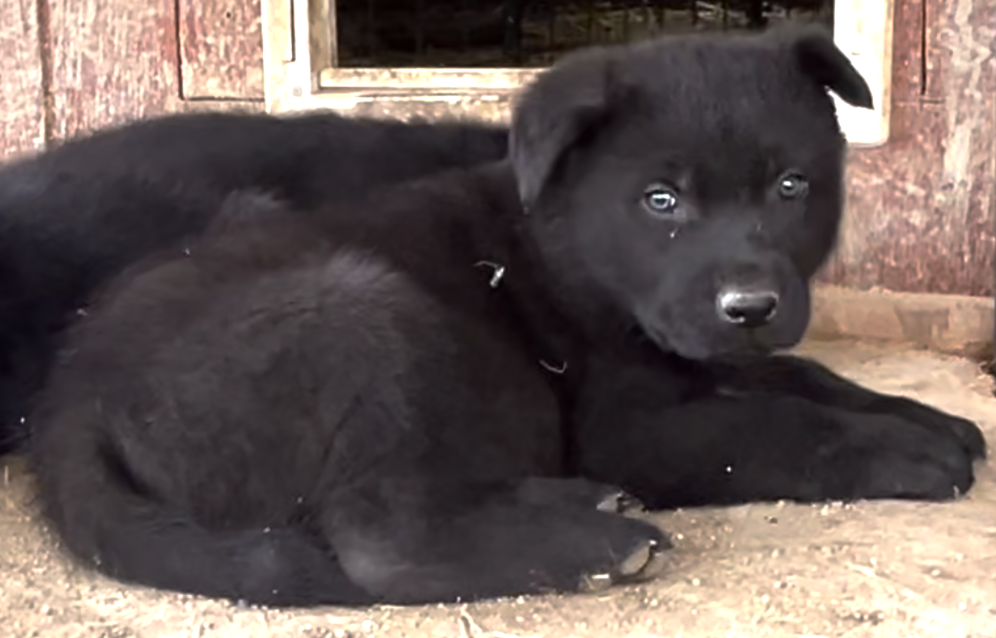 Cherry Blossom - 6 weeks old - Equinox - down looking
