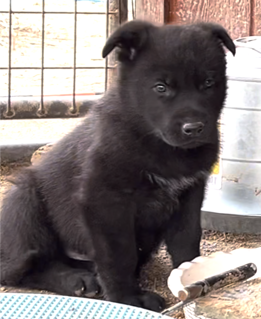 Cherry Blossom - 6 weeks old - Equinox - sitting