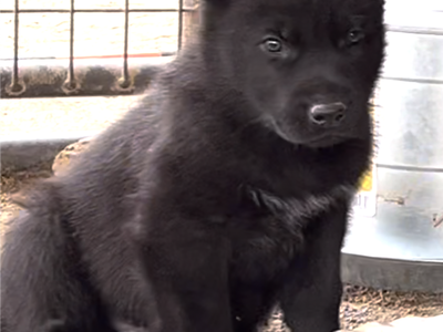 Cherry Blossom - 6 weeks old - Equinox - sitting
