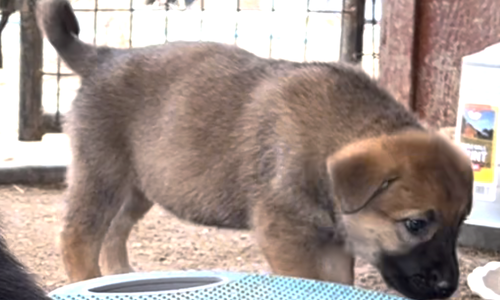 Cherry Blossom - 6 weeks old - Twig - standing sniffing