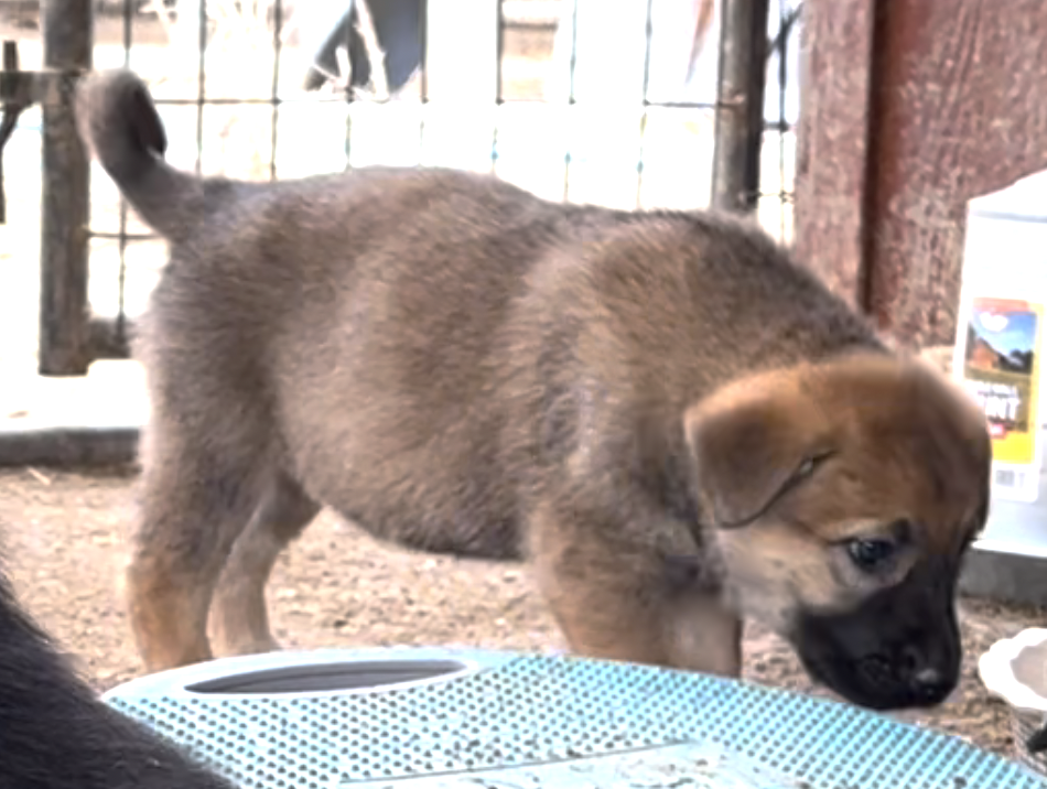 Cherry Blossom - 6 weeks old - Twig - standing sniffing
