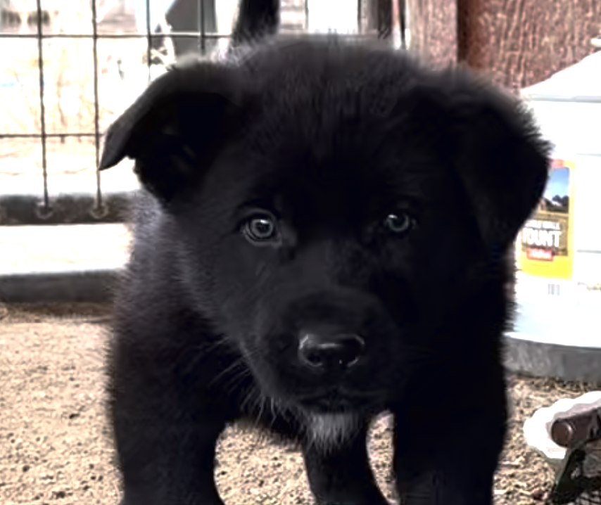 Cherry Blossom - 6 weeks old - Nate - head shot1