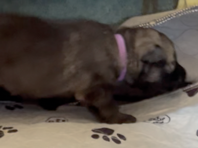 Happy Days - 2 weeks old - Jenny - walking right