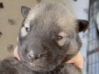 Happy Days - 2 weeks old - Jenny - head shot