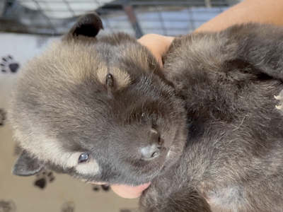 Happy Days - 2 weeks old - Jenny - upside down