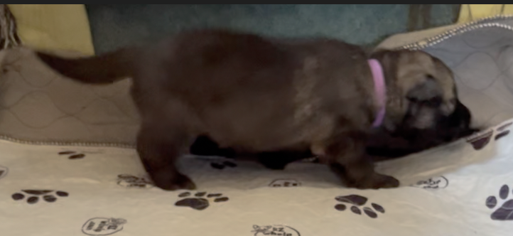 Happy Days - 2 weeks old - Jenny - walking right