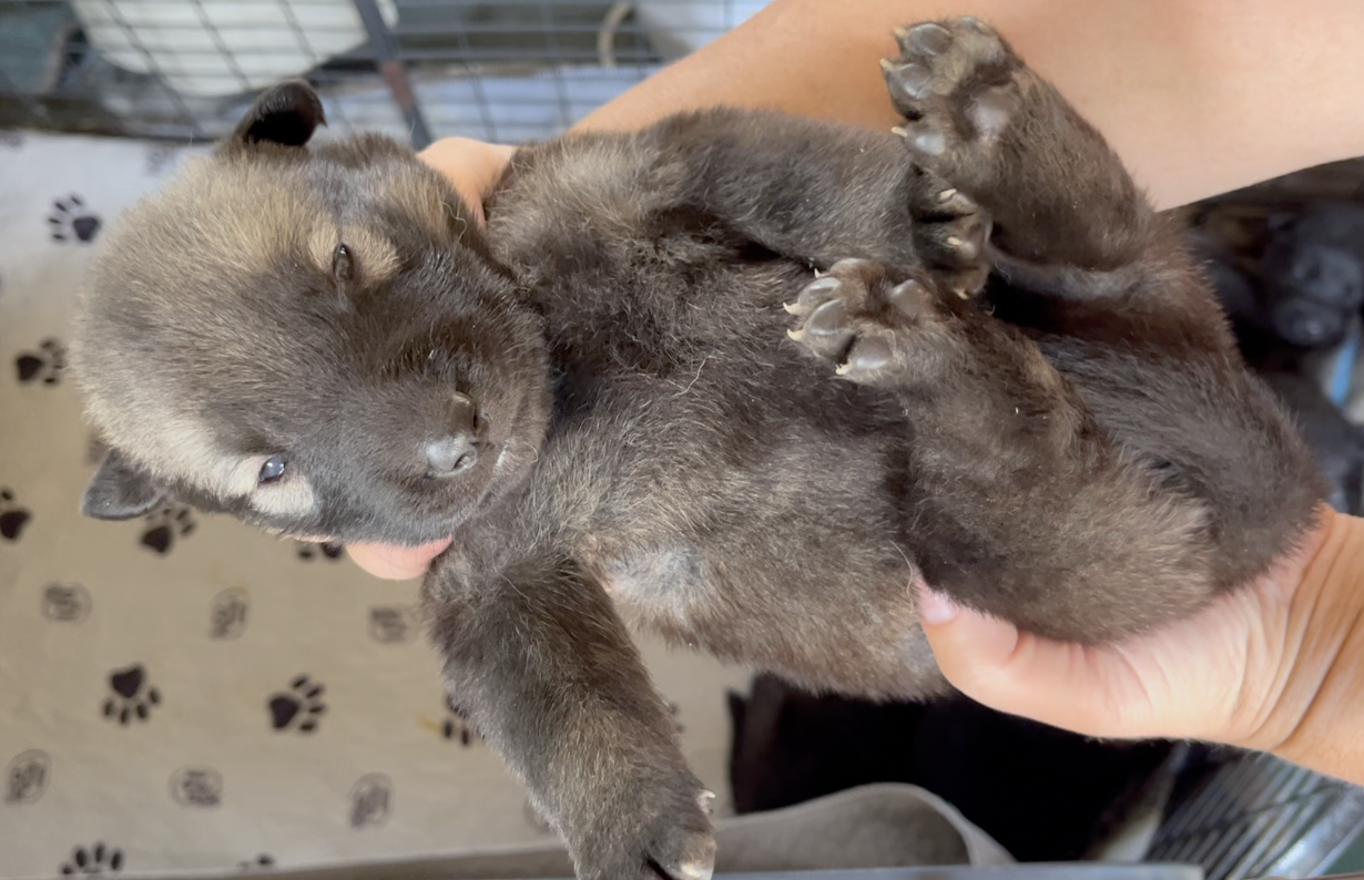 Happy Days - 2 weeks old - Jenny - upside down
