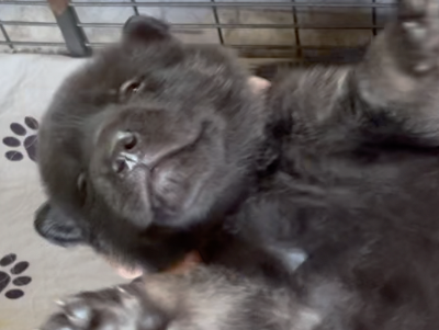 Happy Days - 2 weeks old - Chachi - upside down