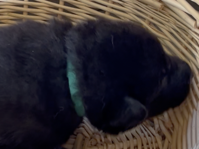Happy Days - 2 weeks old - Chachi - basket