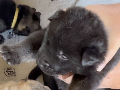 Happy Days - 2 weeks old - Chachi - lifted