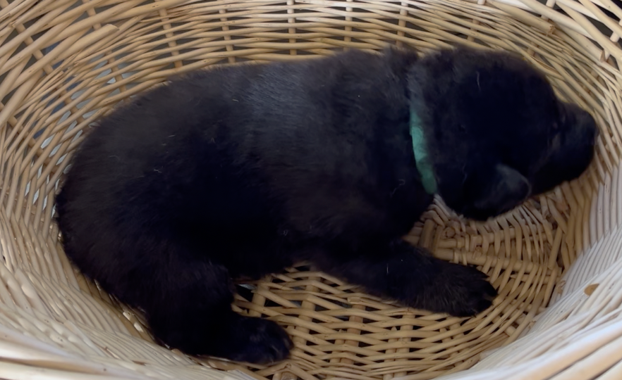 Happy Days - 2 weeks old - Chachi - basket