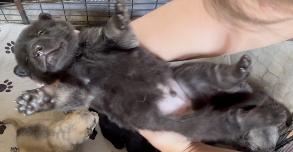 Happy Days - 2 weeks old - Chachi - upside down