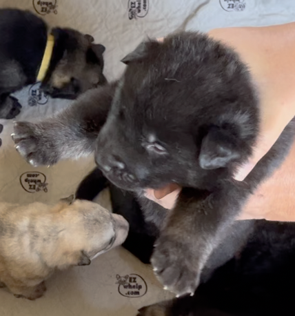 Happy Days - 2 weeks old - Chachi - lifted