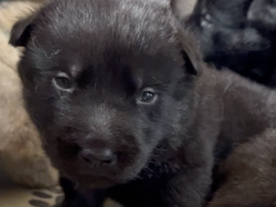 Happy Days - 2 weeks old - Chachi - head shot