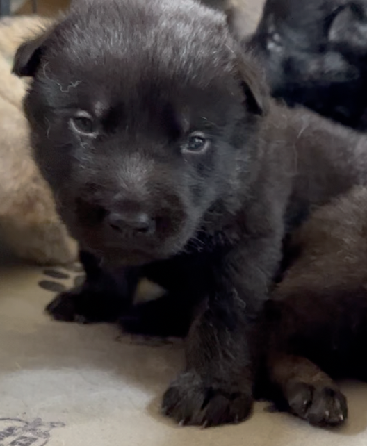 Happy Days - 2 weeks old - Chachi - head shot