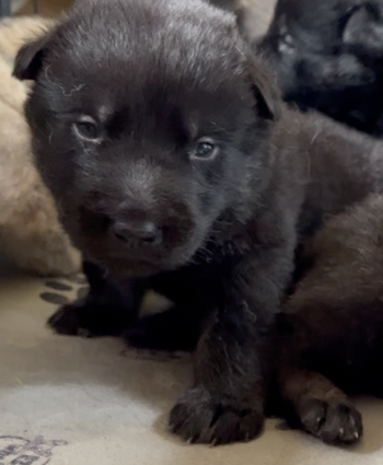 Happy Days - 2 weeks old - Chachi - head shot