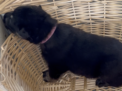 Happy Days - 2 weeks old - Joanie - basket