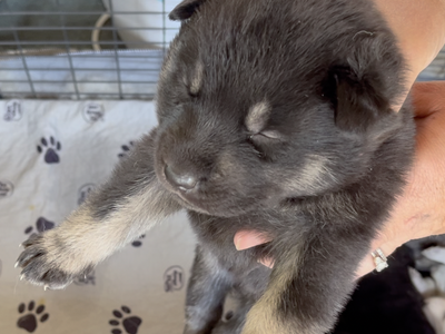 Happy Days Litter - 2 weeks old - Joanie - head shot - lift