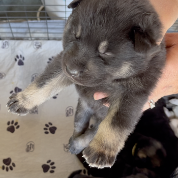 Happy Days Litter - 2 weeks old - Joanie - head shot - lift