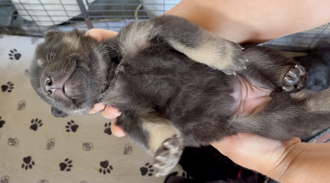Happy Days - 2 weeks old - Joanie - turned on back