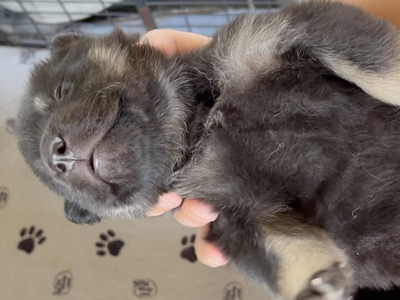 Happy Days - 2 weeks old - Joanie - turned on back