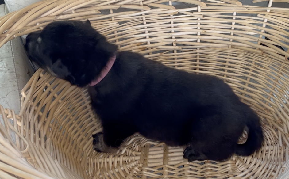 Happy Days - 2 weeks old - Joanie - basket