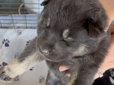 Happy Days Litter - 2 weeks old - Joanie - head shot - lift