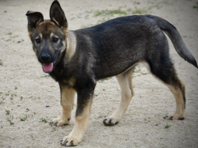 Alice - 4 months old - standing pretty