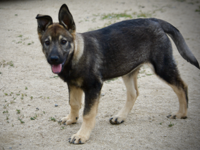 Alice - 4 months old - standing pretty