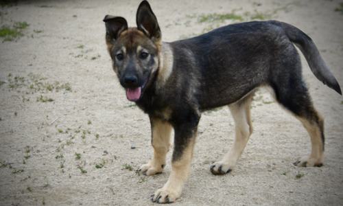 Alice - 4 months old - standing pretty