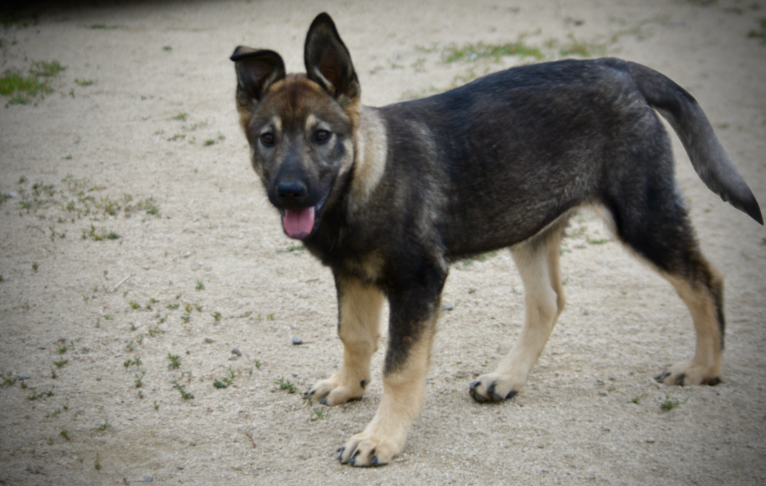 Alice - 4 months old - standing pretty