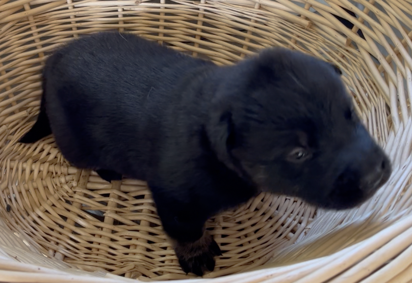 Happy Days - 2 weeks old - Potsie - basket