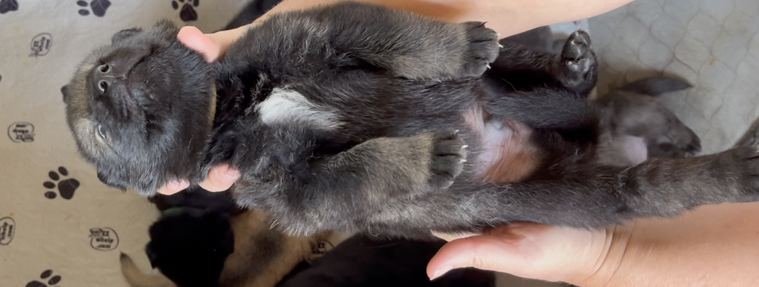 Happy Days - 2 weeks old - Ralph - upside down