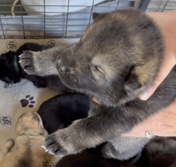 Happy Days - 2 weeks old - Ralph - dangling