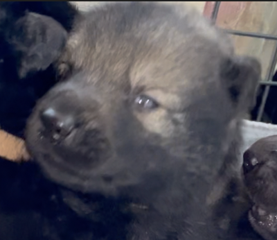 Happy Days - 2 weeks old - Ralph - head shot