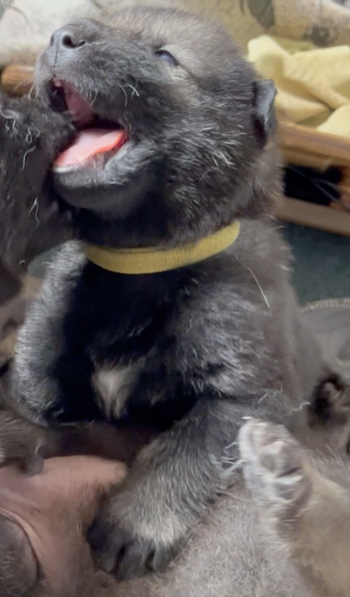 Happy Days - 2 weeks old - Ralph - playing