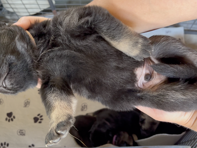Happy Days - 2 weeks old - Potsie - head shot