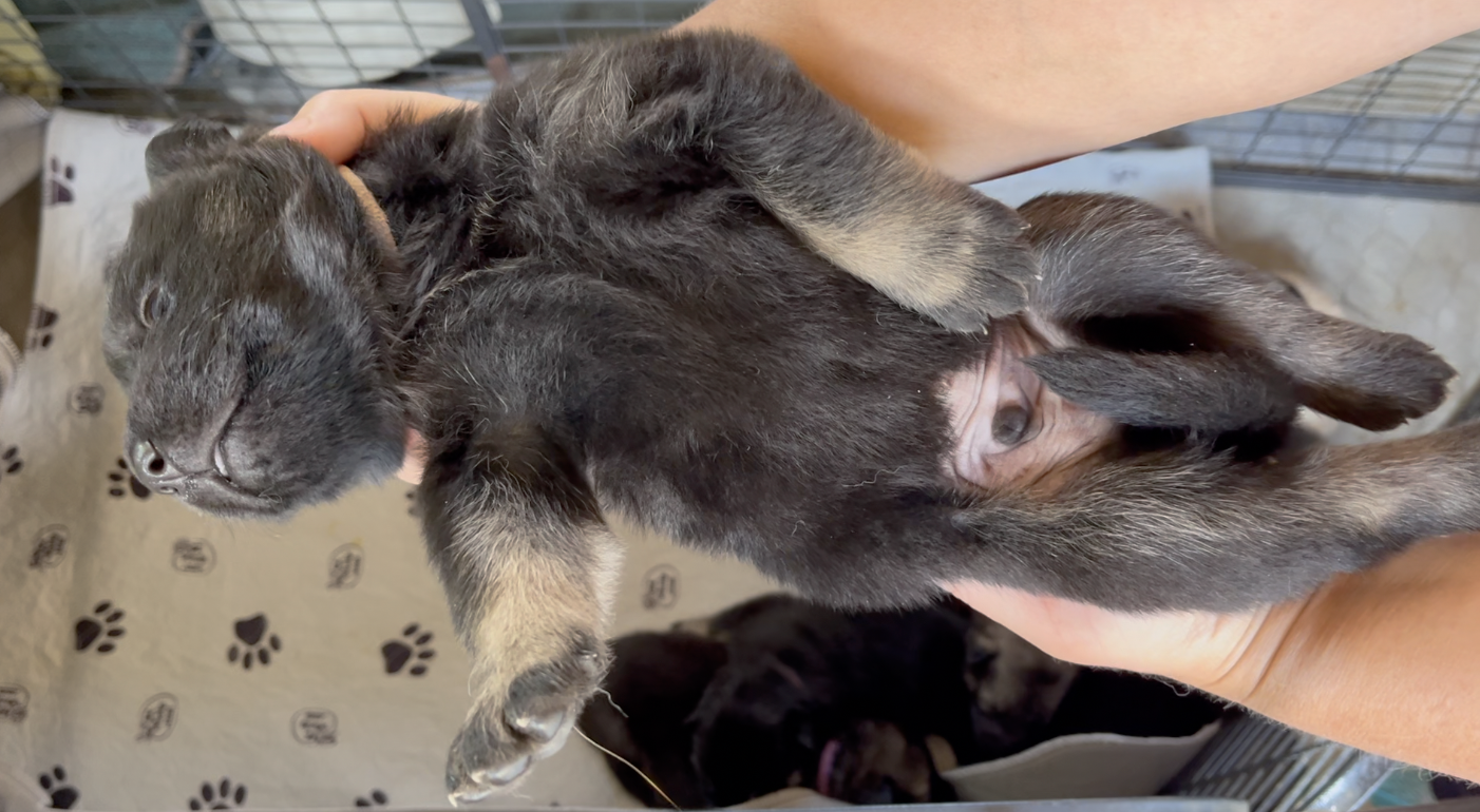 Happy Days - 2 weeks old - Potsie - upside down