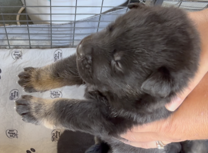 Happy Days - 2 weeks old - Potsie - dangling