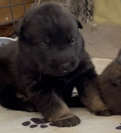 Happy Days - 2 weeks old - Potsie - sitting