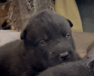 Happy Days - 2 weeks old - Potsie - head shot