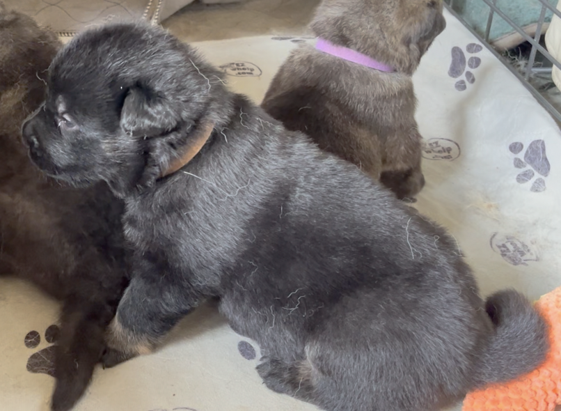 Happy Days - 2 weeks old - Potsie - sitting1