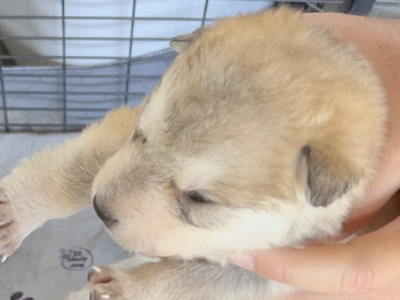 Happy Days - 2 weeks old - Heather - dangling