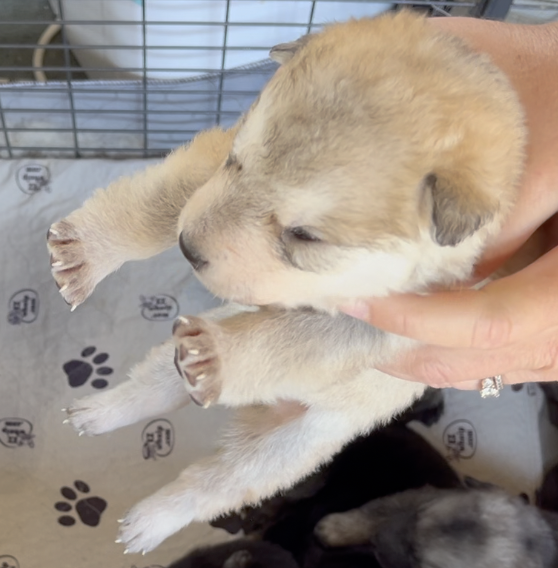Happy Days - 2 weeks old - Heather - dangling