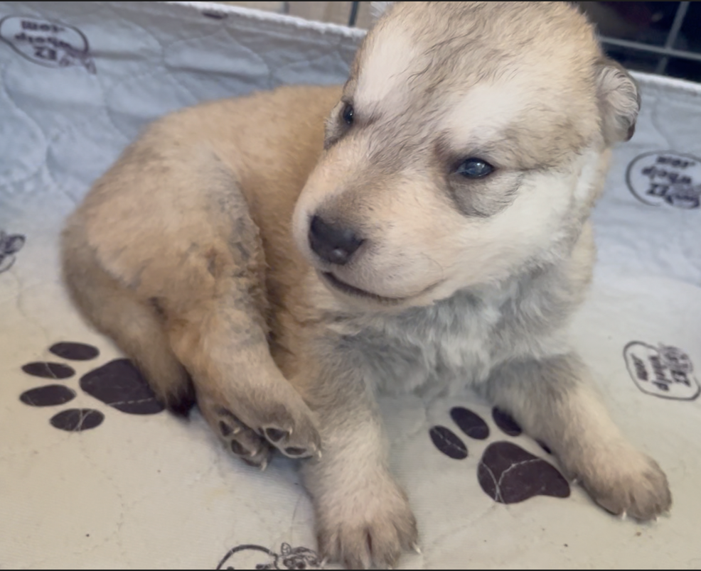Happy Days - 2 weeks old - Heather - sitting sideways