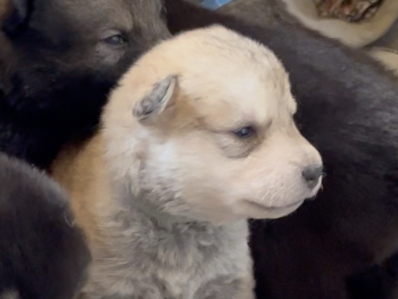 Happy Days - 2 weeks old - Heather - sitting
