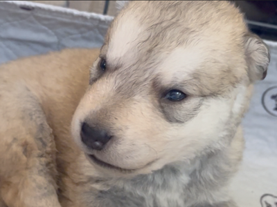 Happy Days - 2 weeks old - Heather - sitting sideways